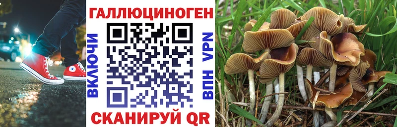 магазин продажи Димитровград Псилоцибиновые грибы GOLDEN TEACHER